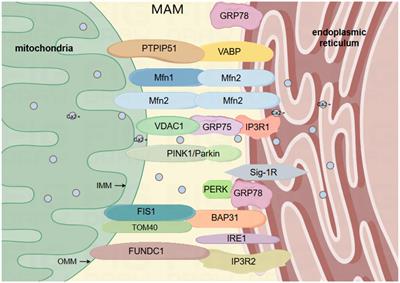 MAM-mediated mitophagy and endoplasmic reticulum stress: the hidden regulators of ischemic stroke